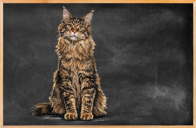 Gato color