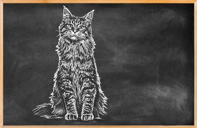Gato