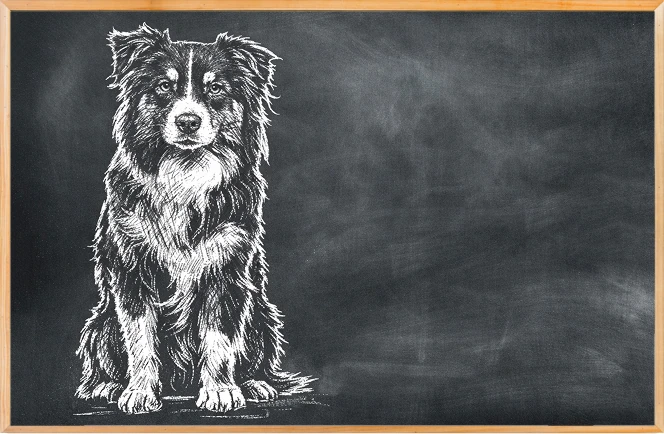Perro